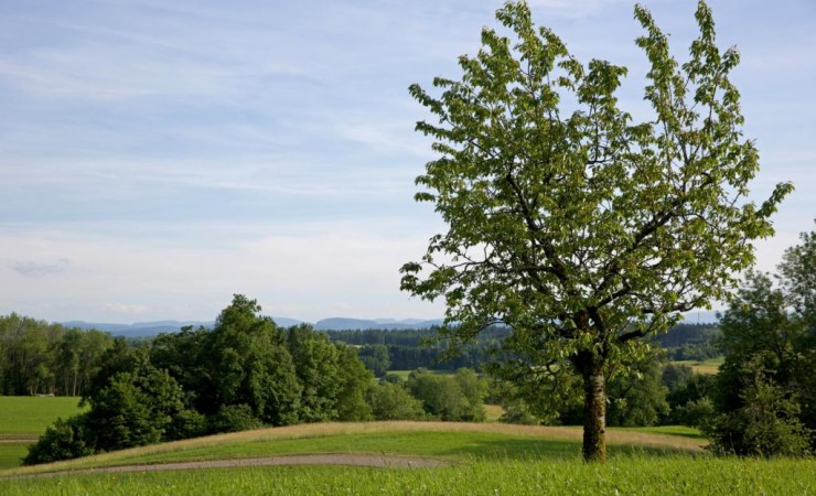 Baum mit Landschaft zwischen Hasel und Kürnberg Biosphärengebiet
