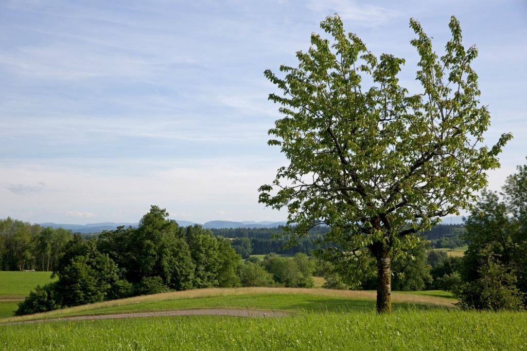 Baum mit Landschaft zwischen Hasel und Kürnberg Biosphärengebiet