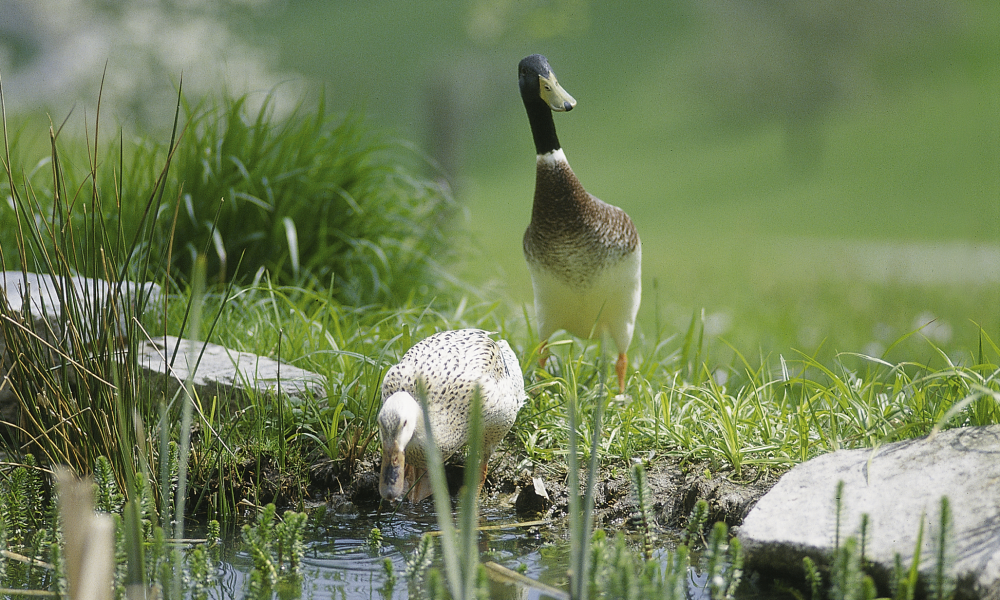 Zwei Enten zwischen Gräsern am Wasser Naturpark Südschwarzwald