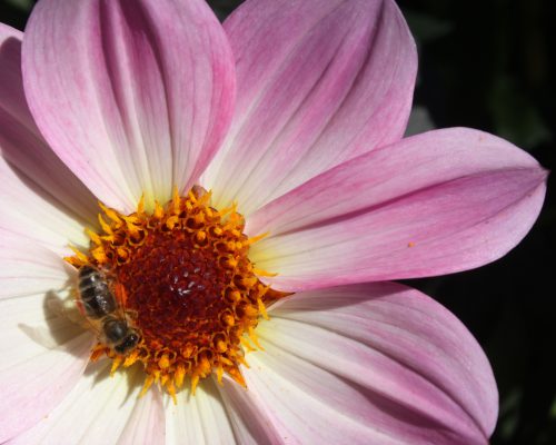 Dahlie, rosa, einzelne Bluete mit Biene2